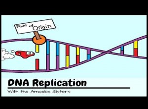 DNA Replication: The Cell’s Extreme Team Sport
